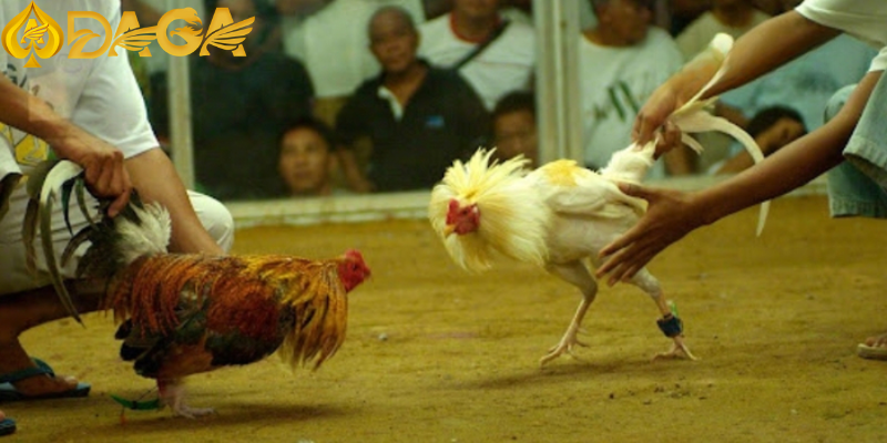 Điều kiện để tham gia vào sân chơi đá gà