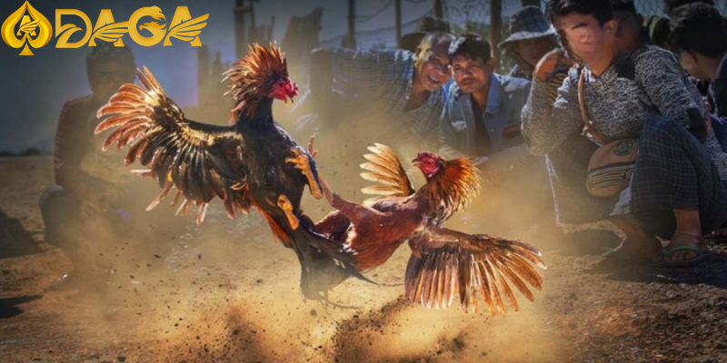 Hướng dẫn tham gia cá cược đá gà tại đơn giản, nhanh chóng